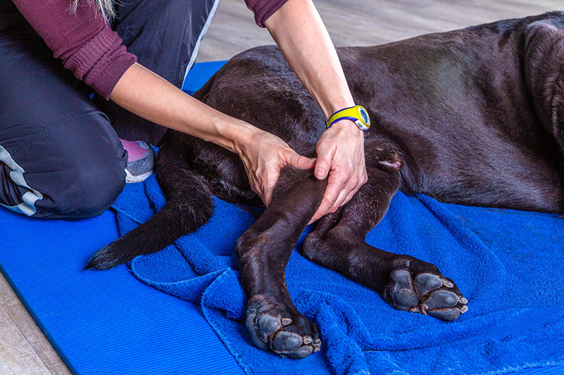 therapy of a rear leg of a dog at the doctor´s office