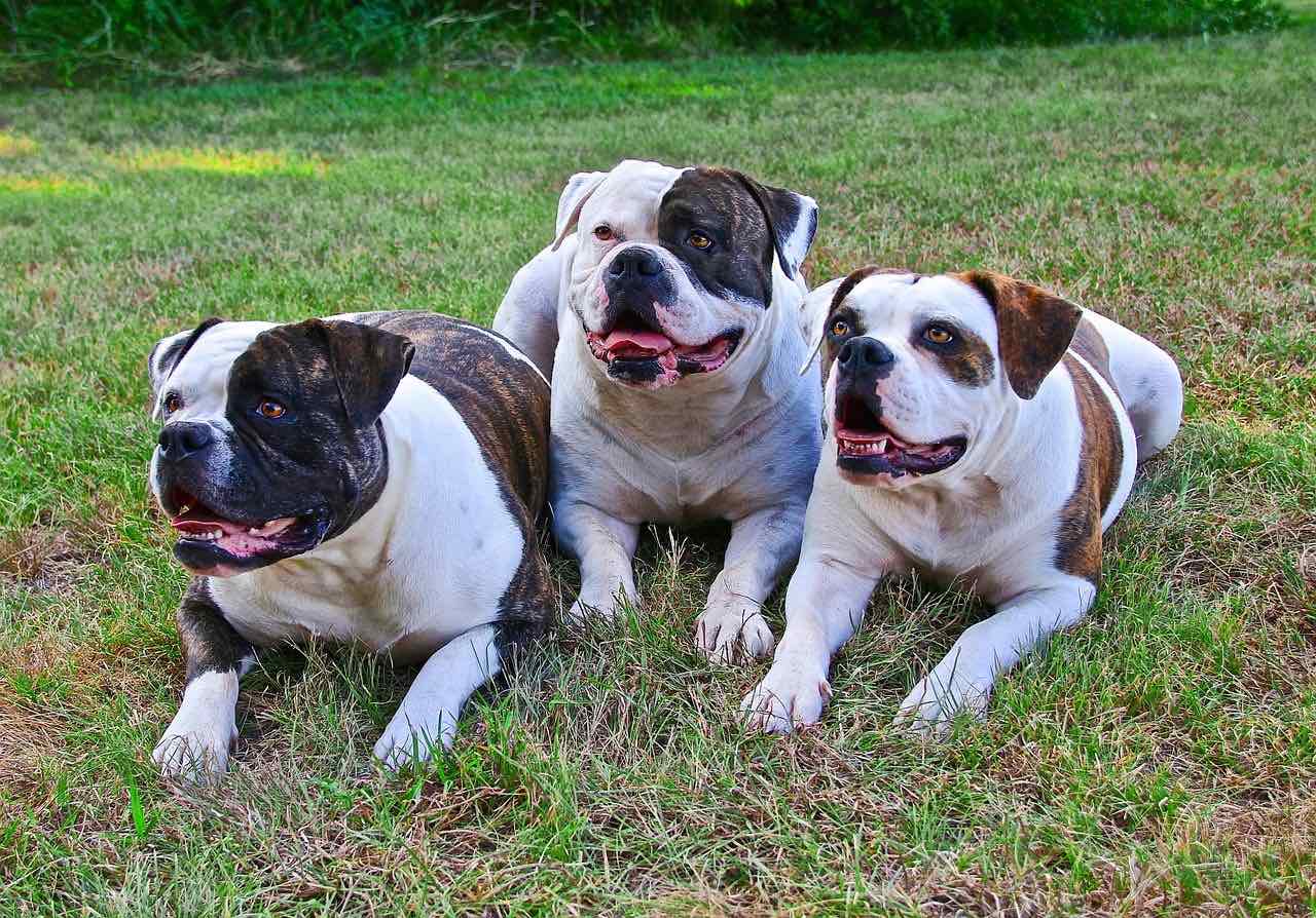 three american bulldogs on grass