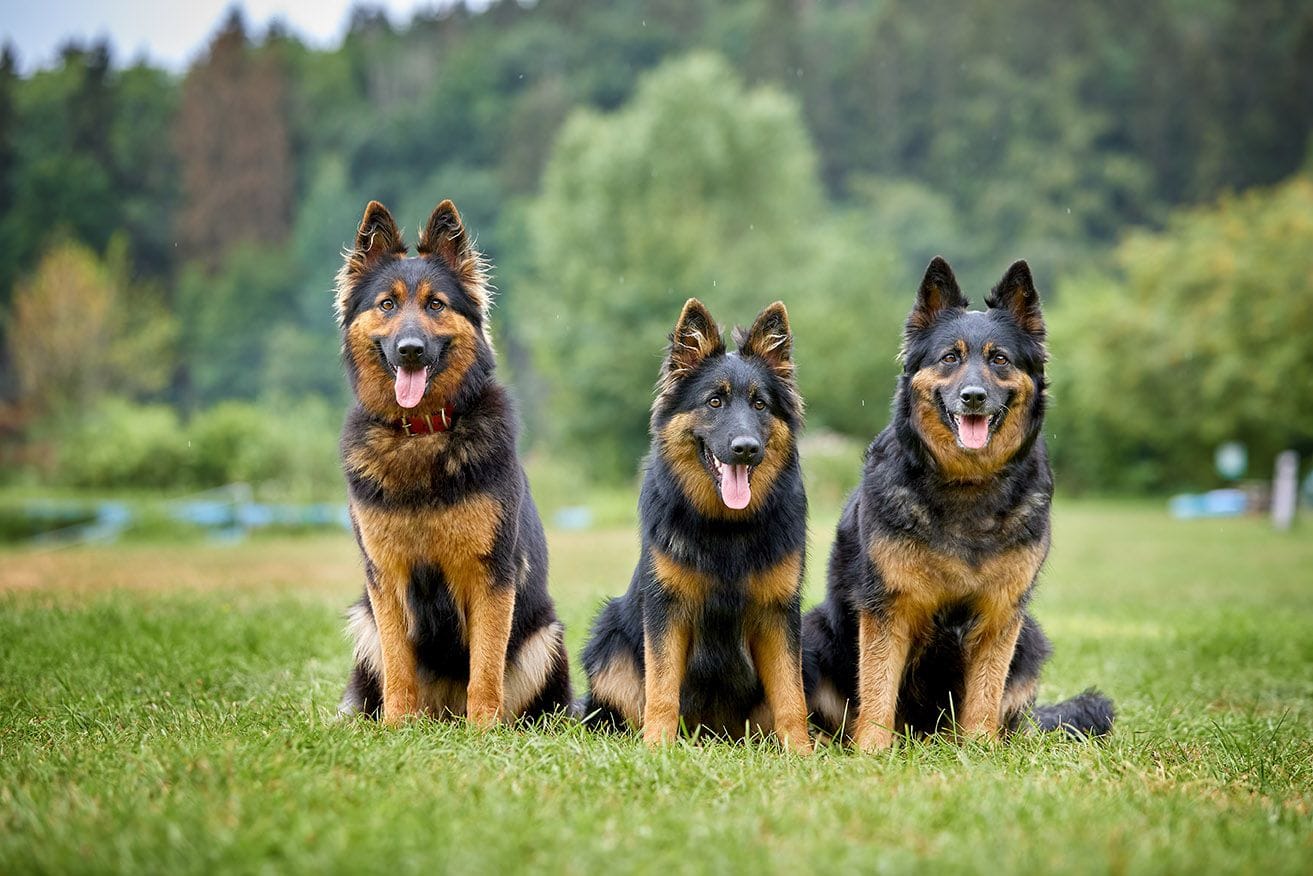 Three Bohemian shepherds