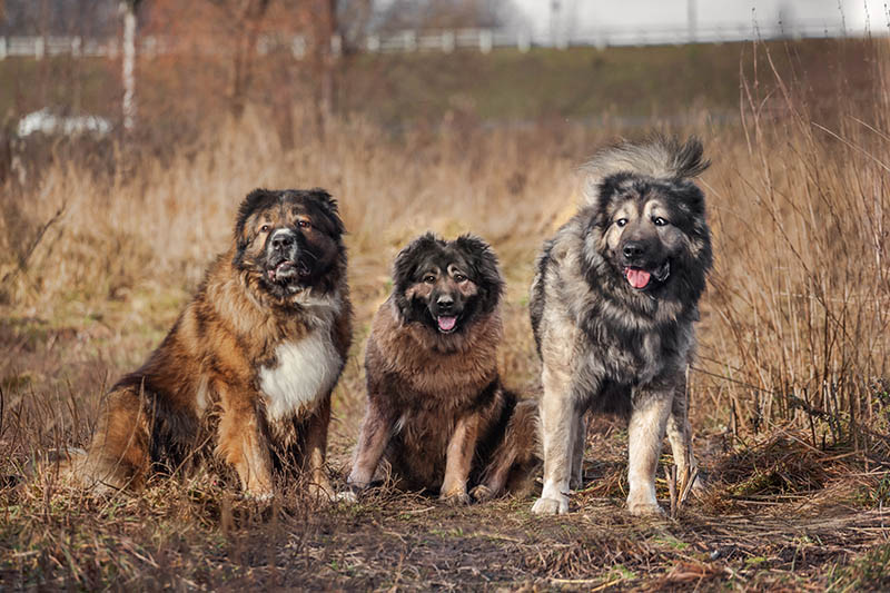 three caucasian shepherd dogs