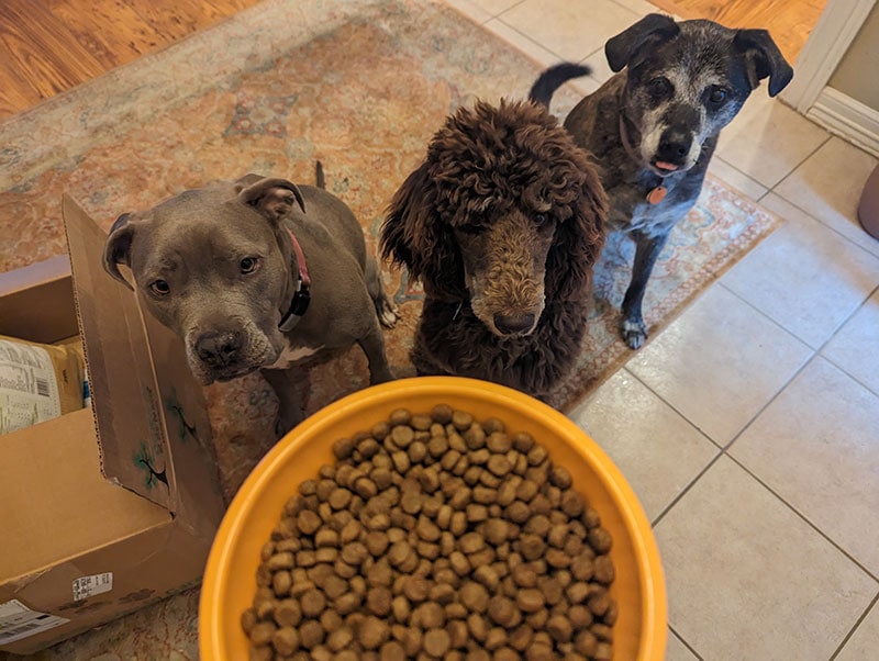 three dogs waiting to be fed with pawtree dog food