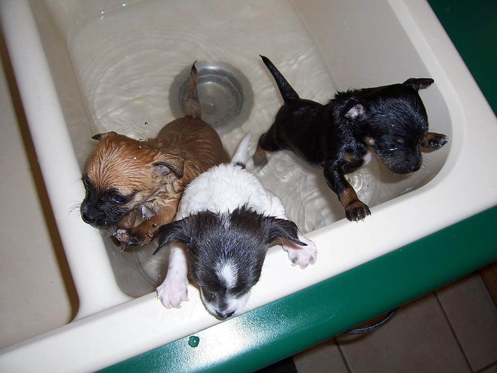 three puppies having a bath