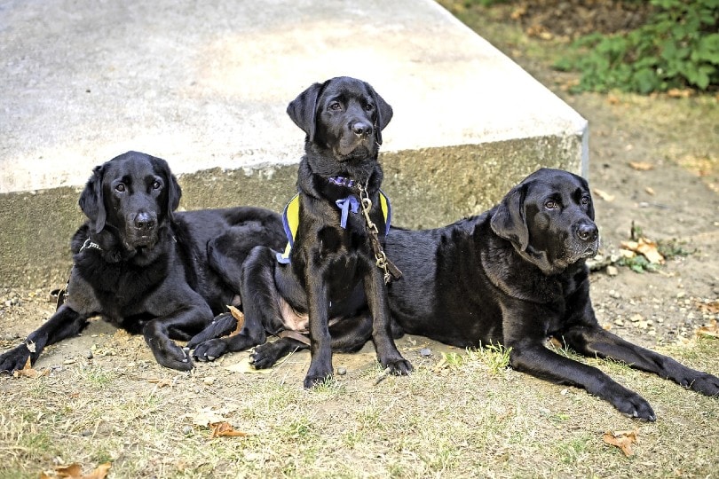three service dogs