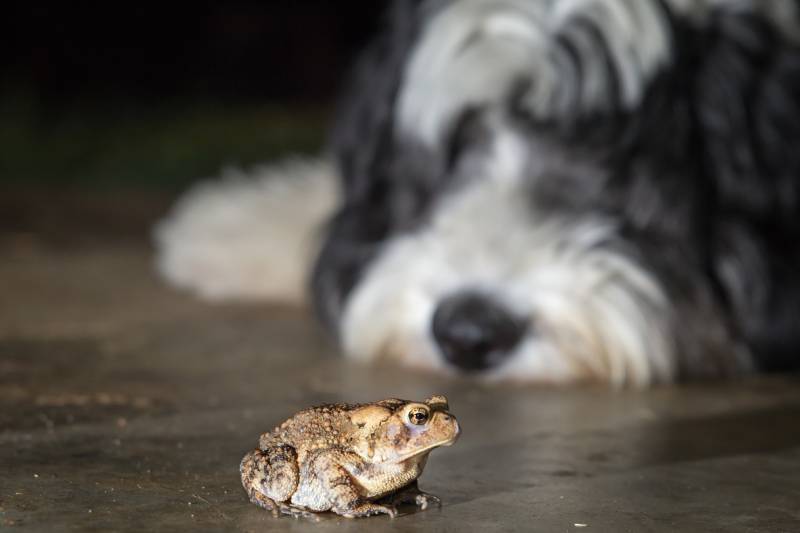 toad sitting silently with old english sheepdog watching in the background