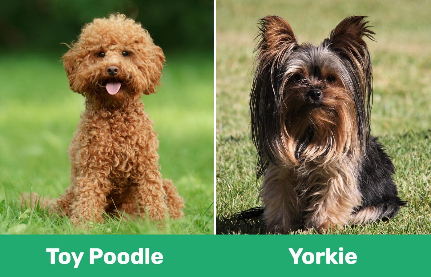 toy poodle and yorkie visual differences