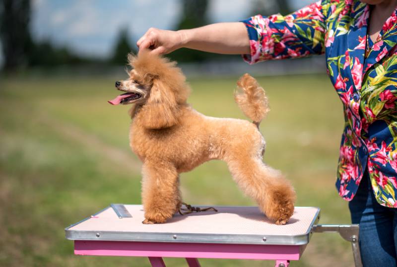 toy poodle dog training for performance at the exhibition