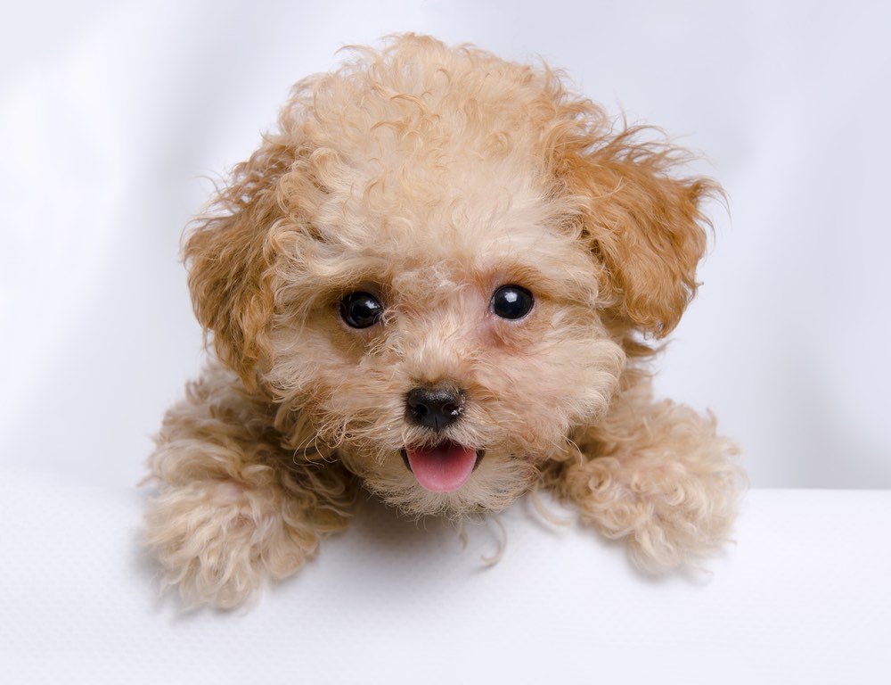 toy teacup poodle puppy