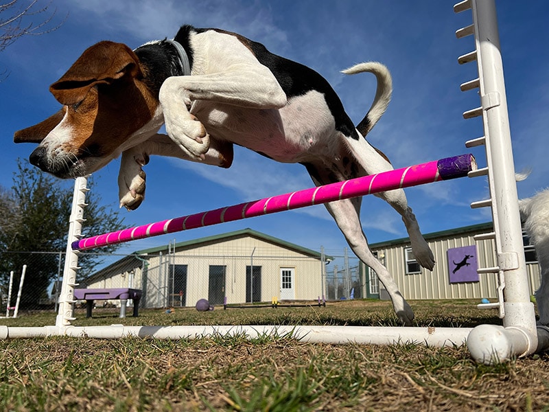 Treeing Walker coonhound dog jumping agility training