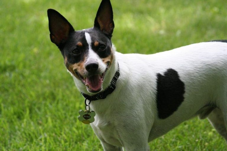tricolor-smooth-fox-terrier-768x511