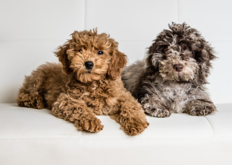 two Cockapoo posing on a white couch
