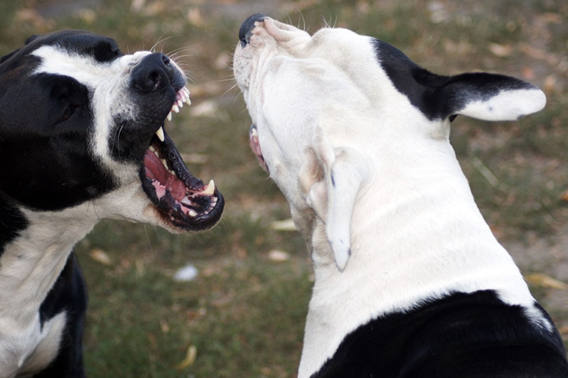 two american bulldogs fighting