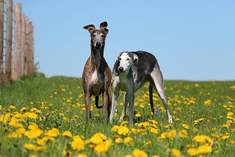 two beautiful galgos are standing in a field of dandelions in the garden