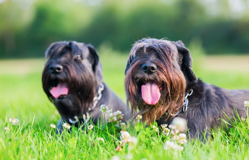 two black standard schnauzer dogs outdoors