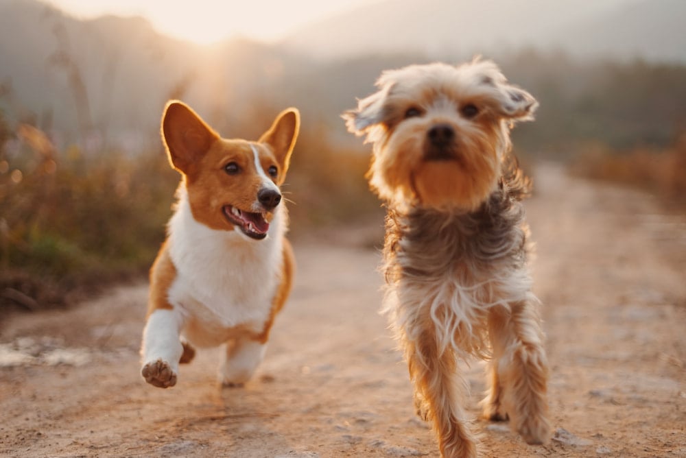 two brown and white dog running