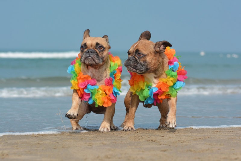 two brown french bulldog wearing hawaiian flower garland while running at beach