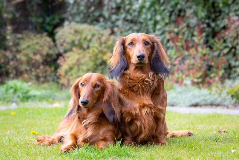 two dachshund dogs lying on grass outdoor