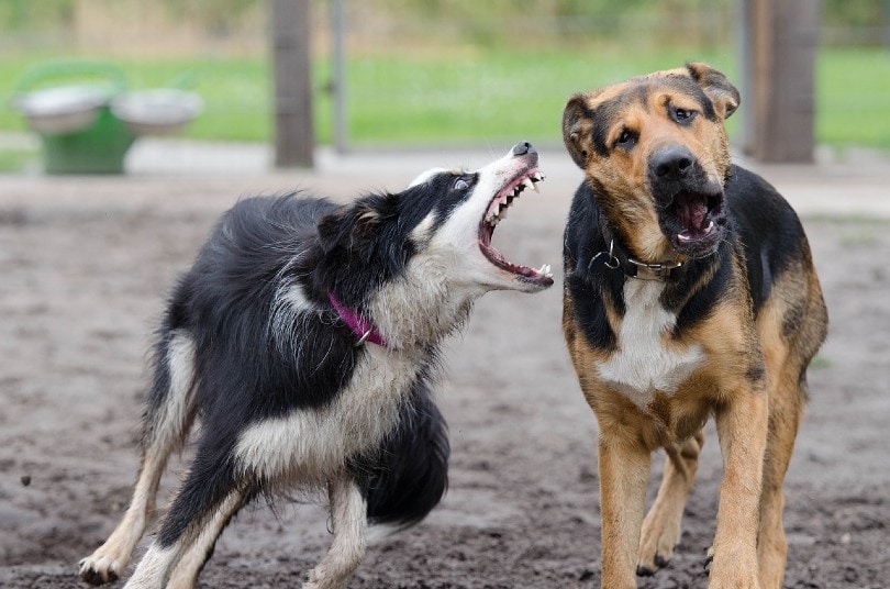 two dogs fighting