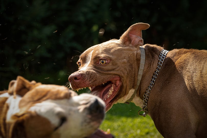 two dogs fighting