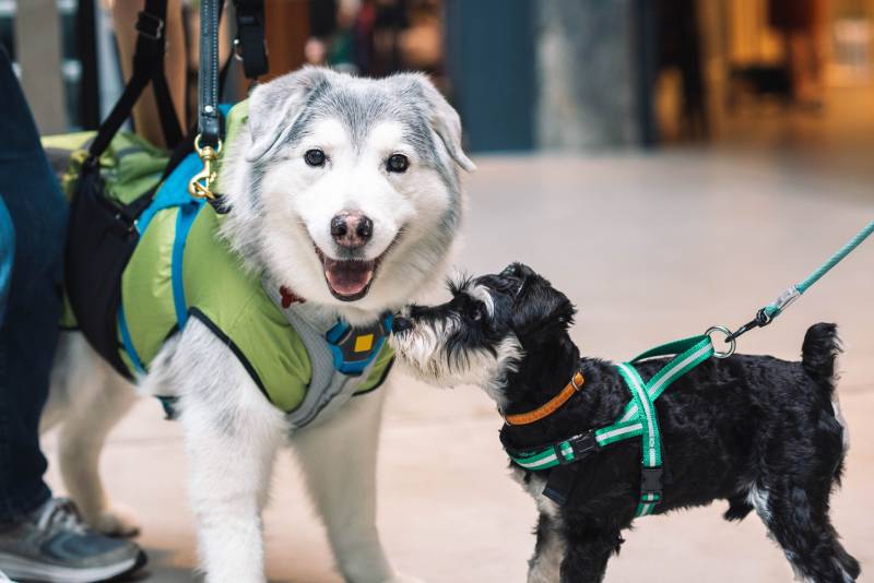 two dogs in a pet friendly mall