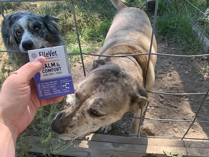 two dogs sniffing ellevet calm and comfort cbd product