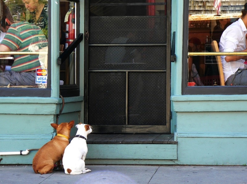 two dogs waiting outside the restaurant