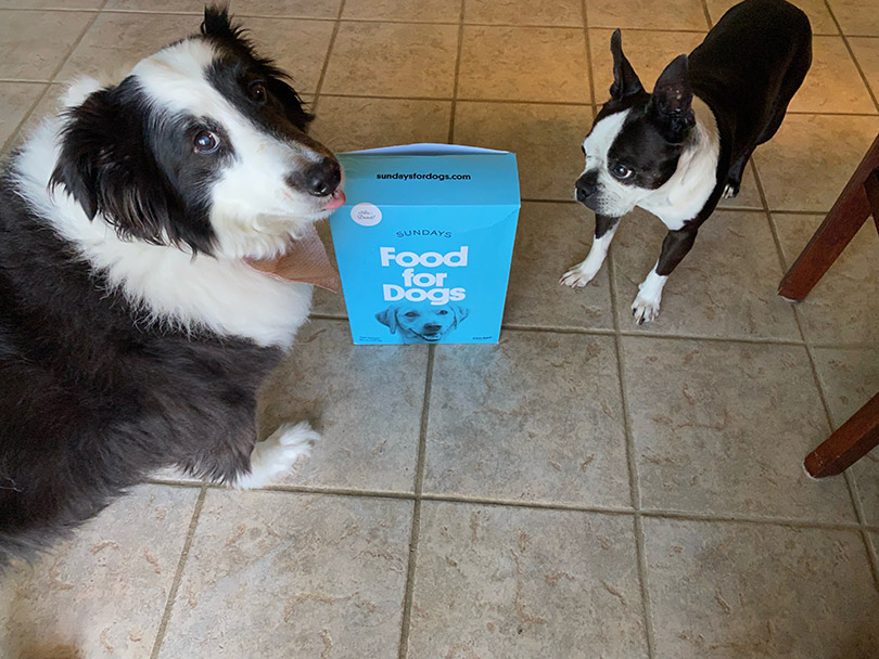 two dogs with sundays dog food chicken recipe