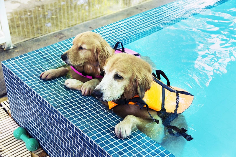 two golden retriever dogs with life vests resting in the swimming pool