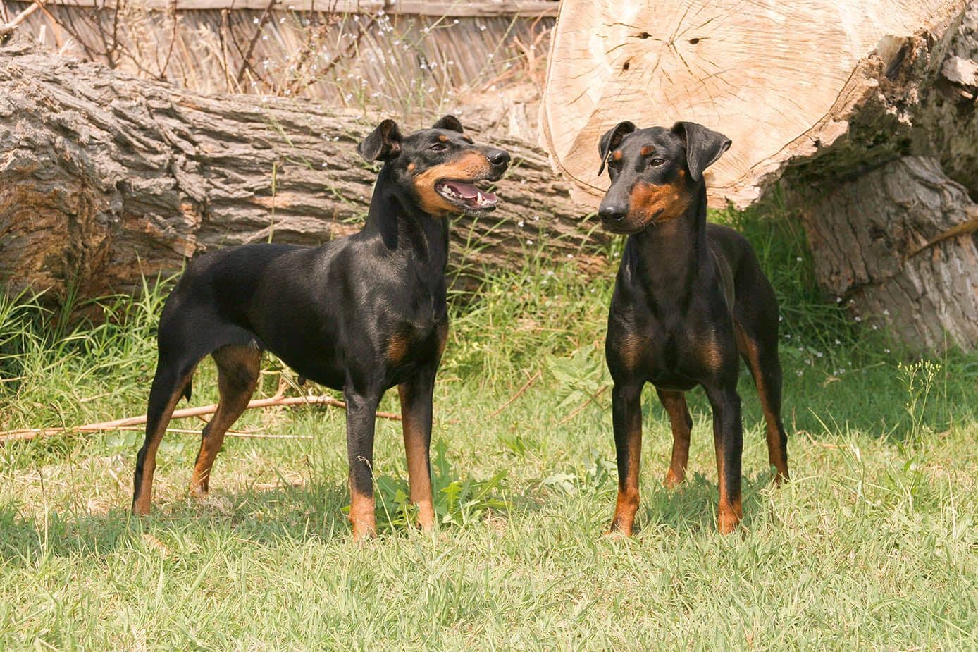 two Manchester Terriers