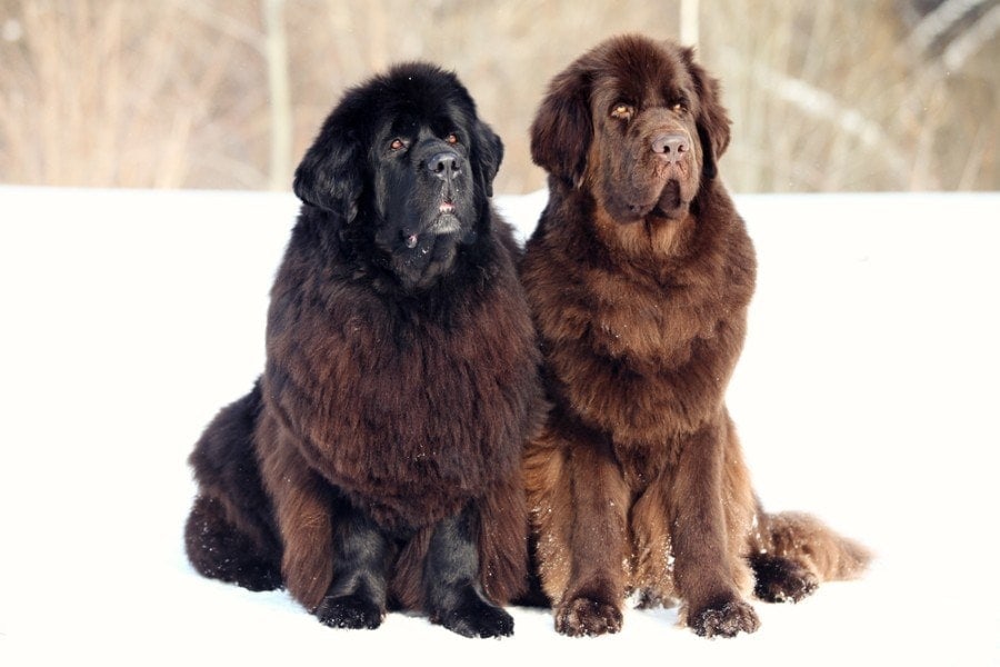 two newfoundland dogs sitting on snow