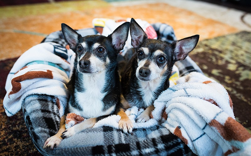 two puppies on dog bed with blanket