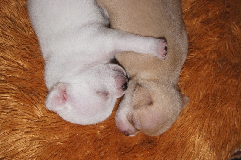 two puppies sleeping side-by-side