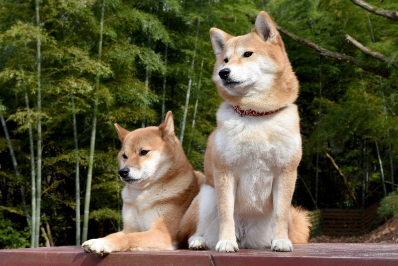 13 Shiba Inu Pros & Cons: Vet-Verified Info to Know – Dogster