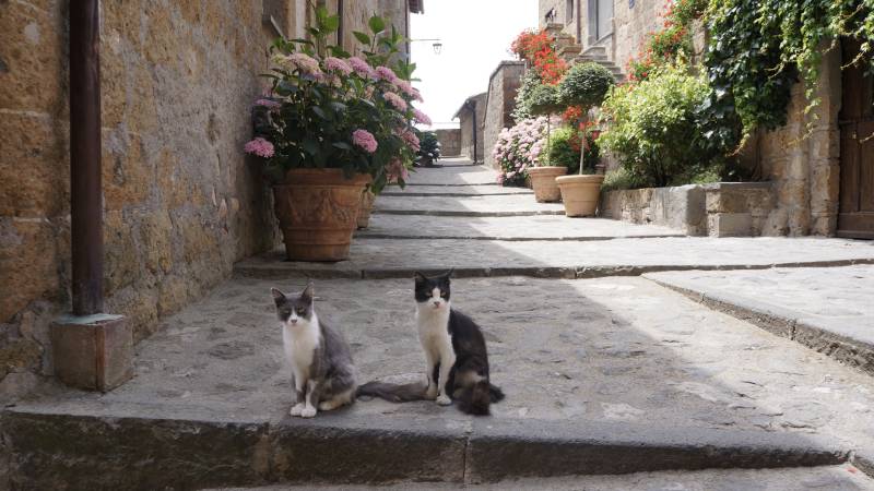 two street cats sitting on the background of a medieval Italian street lined with pots of flowers