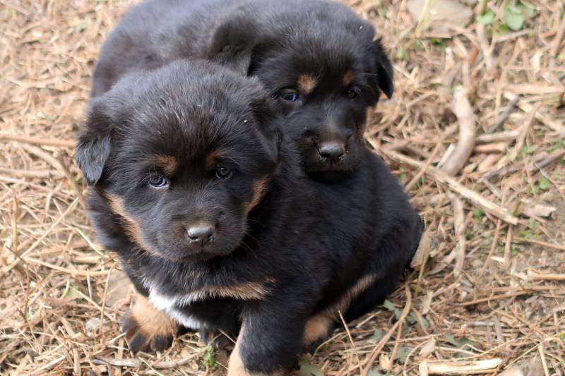 two tibetan mastiff puppies
