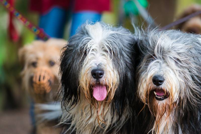 two wet bearded collie dogs