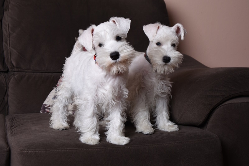 White Miniature Schnauzer: Facts, Origin & History (With Pictures