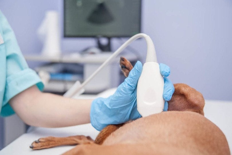 ultrasound for dog