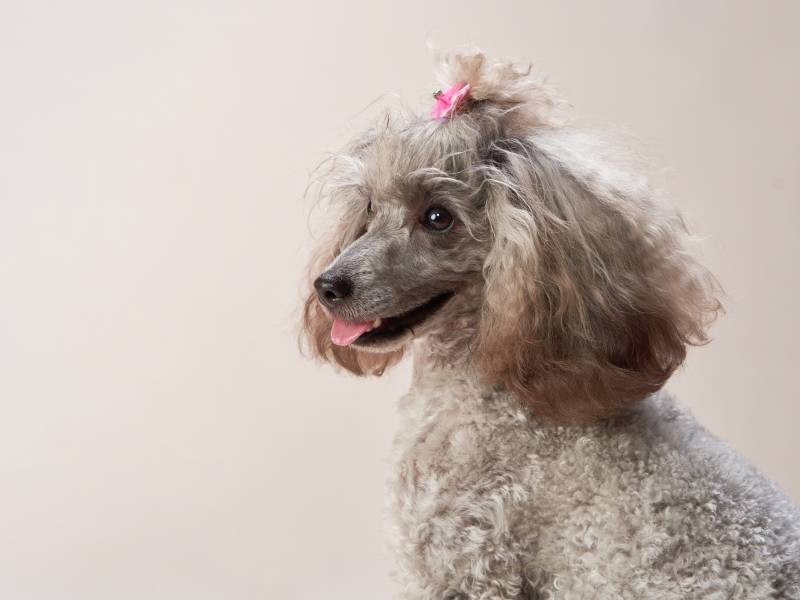curly little poodle on a beige background