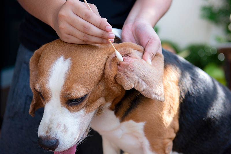 using cotton ball to clean beagle's ears