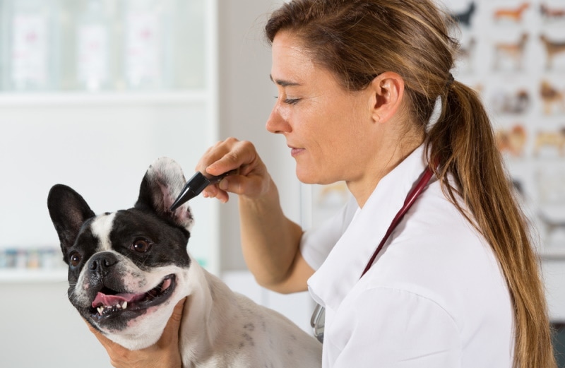 vet checking french bulldog ears