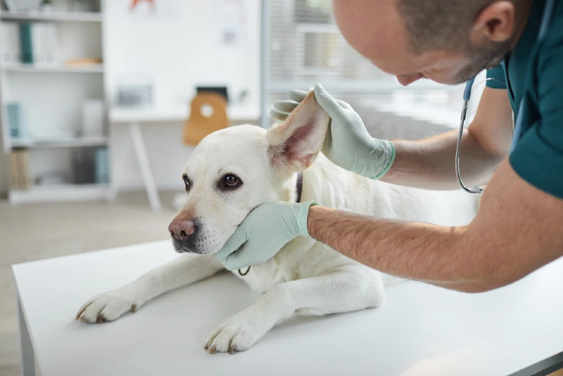 vet checking the ear of a white labrador