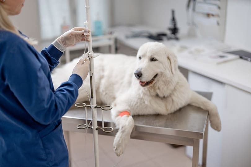 veterinário verificando cachorro com cateter