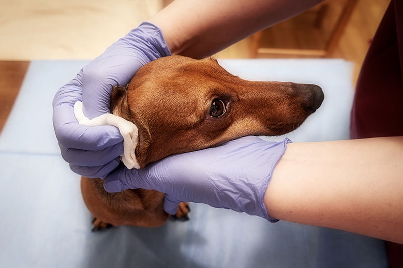 vet cleaning the ear of dachshund dog with cotton pad