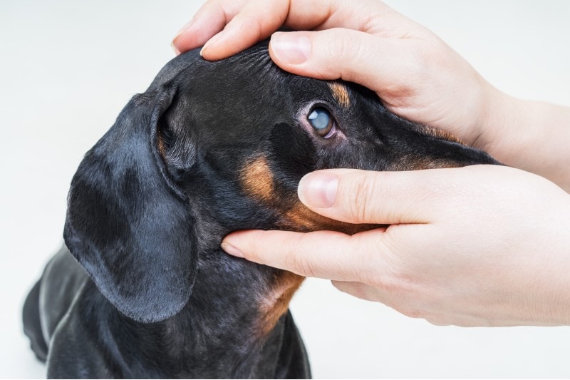 vet examines the eyes of a dachshund with cataracts