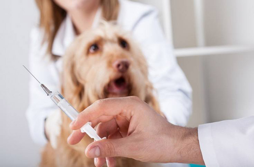 vet hand's holding injection for dog
