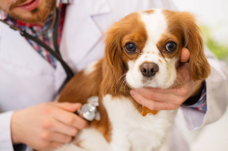 vet in white labcoat examining spaniel puppy at his office
