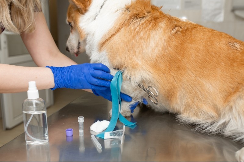 vet vaccines corgi dog