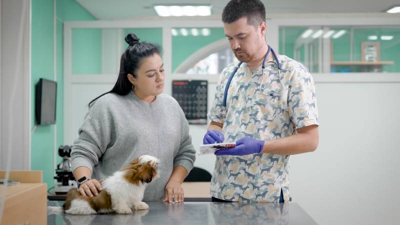 veterinarian and assistant in vet clinic at work