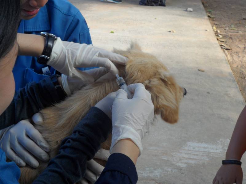 veterinarian, assisted with a vet nurse, applying a spot-on antiparasite drug to the skin on the neck of a dog