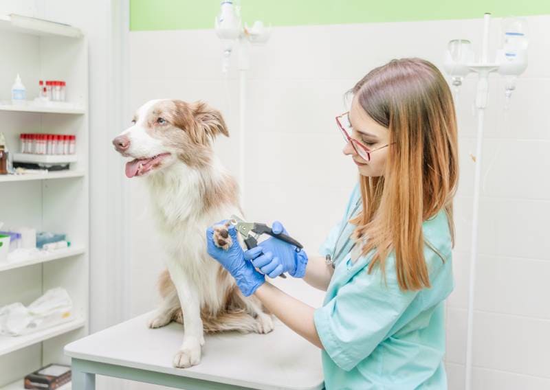 veterinarian cutting border collie dog toenails at clinic